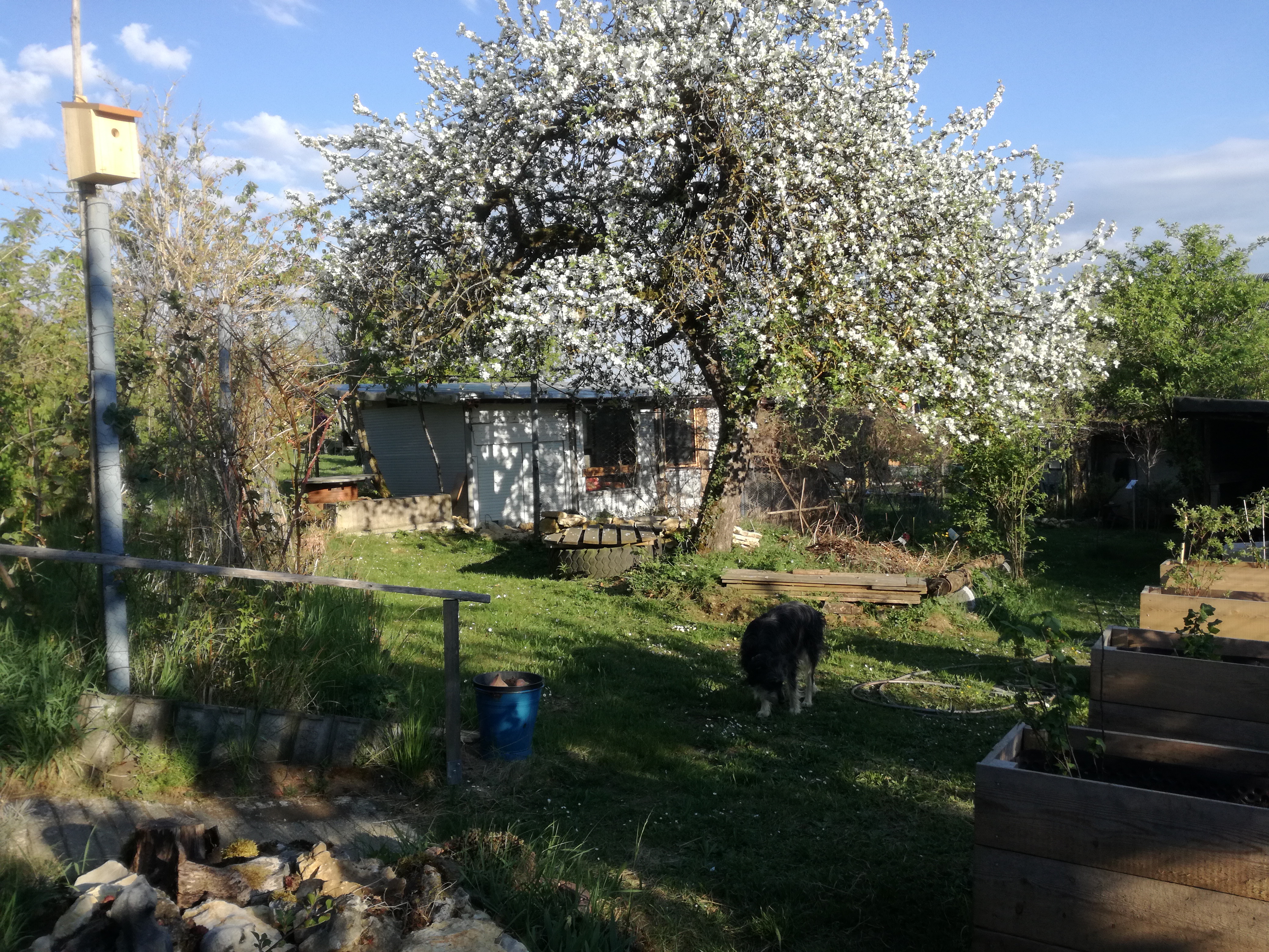 Apfelbaum mit Grillhütte
